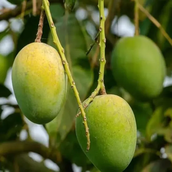 Himsagar_All_Time_Mango_Grafted_Aam_Fruit_Plants_Tree_1_5_3_Feet_Size