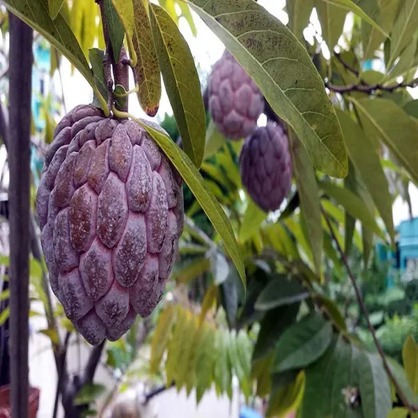 Red_Custard_Apple_Sitafal_Ata_Sugar_Apple_Fruit_Grafted_Plants_Tree_1_5_3