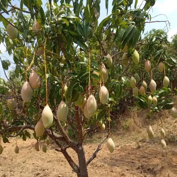 Totapuri_Mango_Grafted_Aam_Fruit_Plants_Tree_1_5_3_Feet_Size