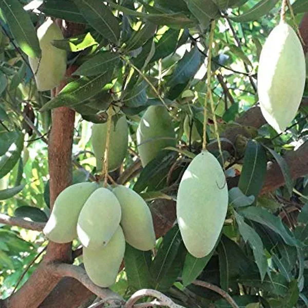 Totapuri_Mango_Grafted_Aam_Fruit_Plants_Tree_1_5_3_Feet_Size