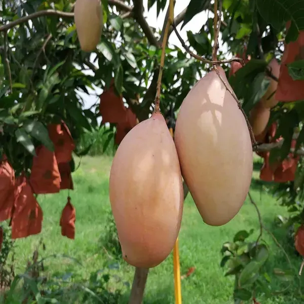 Totapuri_Mango_Grafted_Aam_Fruit_Plants_Tree_1_5_3_Feet_Size