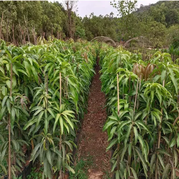 Babul_Dufala_White_All_Time_Mango_Grafted_Aam_Fruit_Plants_Tree_1_5_3_Fee