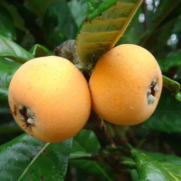 Loquat_Fruit_Plants_Tree_1_5_3_Feet_Size