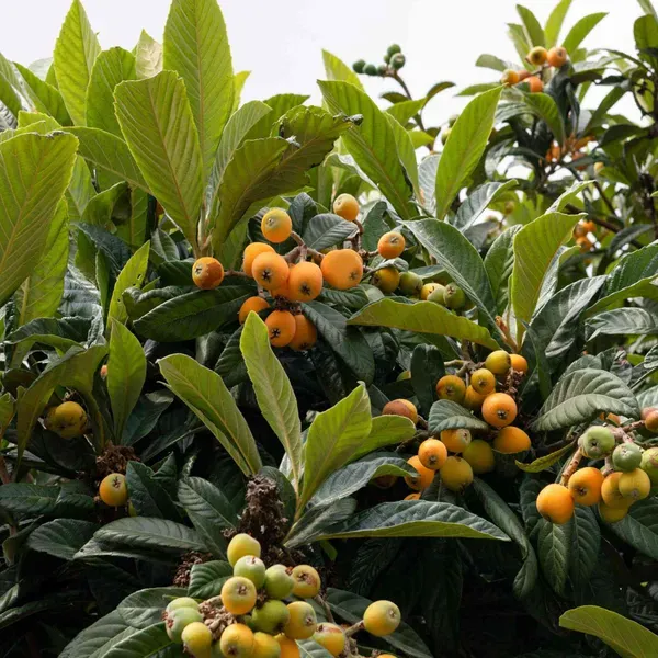 Loquat_Fruit_Plants_Tree_1_5_3_Feet_Size