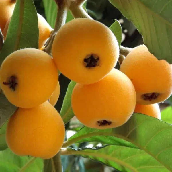Loquat_Fruit_Plants_Tree_1_5_3_Feet_Size