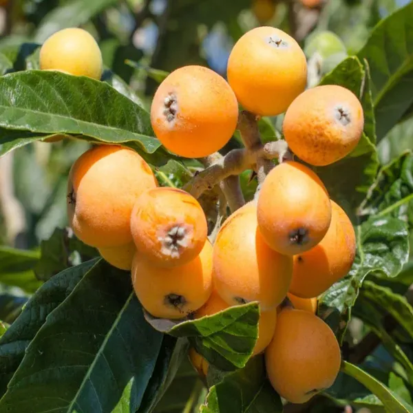 Loquat_Fruit_Plants_Tree_1_5_3_Feet_Size