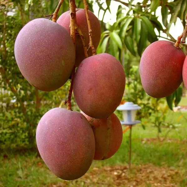 American_Red_Palmar_Mango_Grafted_Aam_Fruit_Plants_Tree_1_5_3_Feet_Size