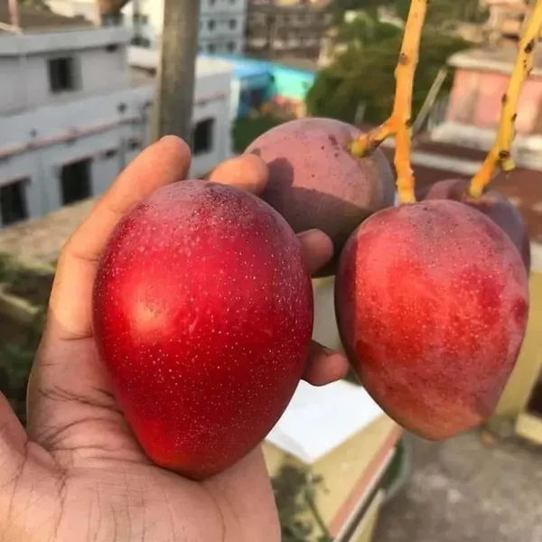 American_Red_Palmar_Mango_Grafted_Aam_Fruit_Plants_Tree_1_5_3_Feet_Size