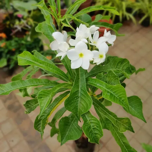 Nag_Chapa_Champa_Plumeria_Flower_Plants_Tree_1_2_Feet_Size