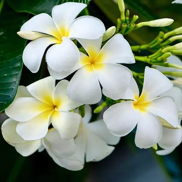 Nag_Chapa_Champa_Plumeria_Flower_Plants_Tree_1_2_Feet_Size