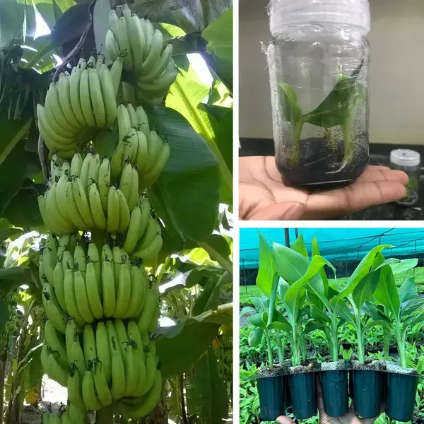 Grand_Naine_G9_Banana_Tissue_Caltured_Fruit_Plants_Tree_1_2_Feet_Size