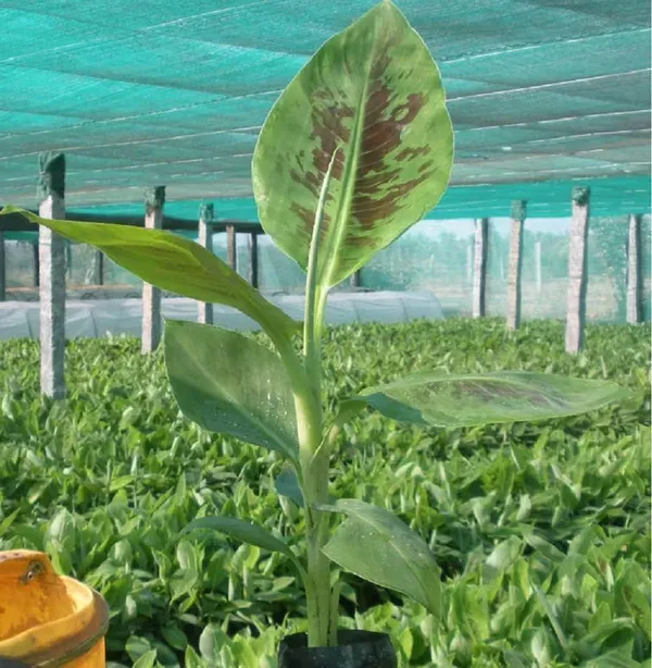 Grand_Naine_G9_Banana_Tissue_Caltured_Fruit_Plants_Tree_1_2_Feet_Size