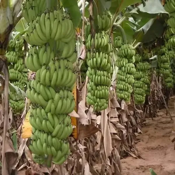 Grand_Naine_G9_Banana_Tissue_Caltured_Fruit_Plants_Tree_1_2_Feet_Size