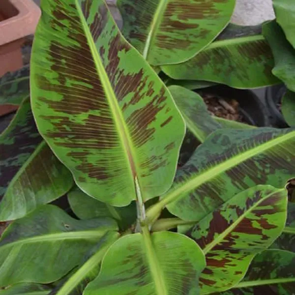 Grand_Naine_G9_Banana_Tissue_Caltured_Fruit_Plants_Tree_1_2_Feet_Size