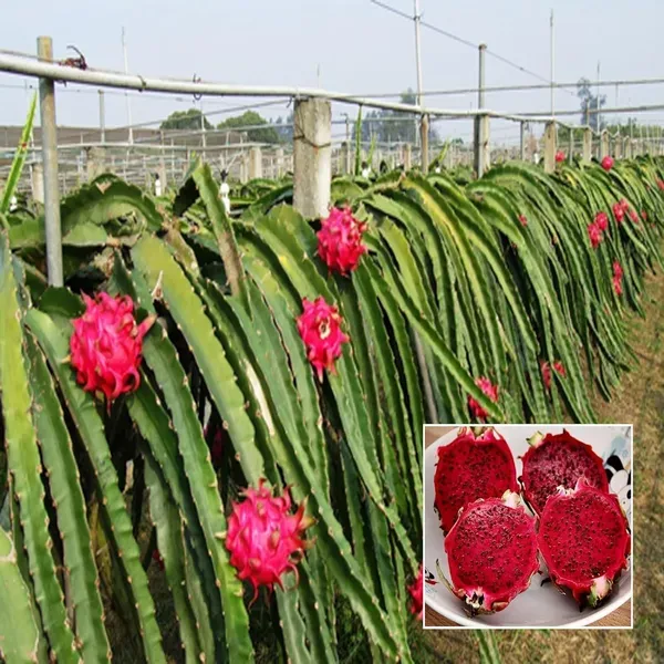 Siam_Red_Dragon_Fruit_Cutting_Grafted_Plants_Tree_1_2_Feet_Size