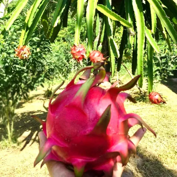 Siam_Red_Dragon_Fruit_Cutting_Grafted_Plants_Tree_1_2_Feet_Size
