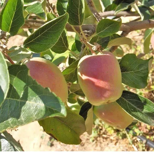 Red_Anna_Low_Chill_Apple_Fruit_Grafted_Seb_Fruit_Plants_Tree_1_5_3_Feet_S