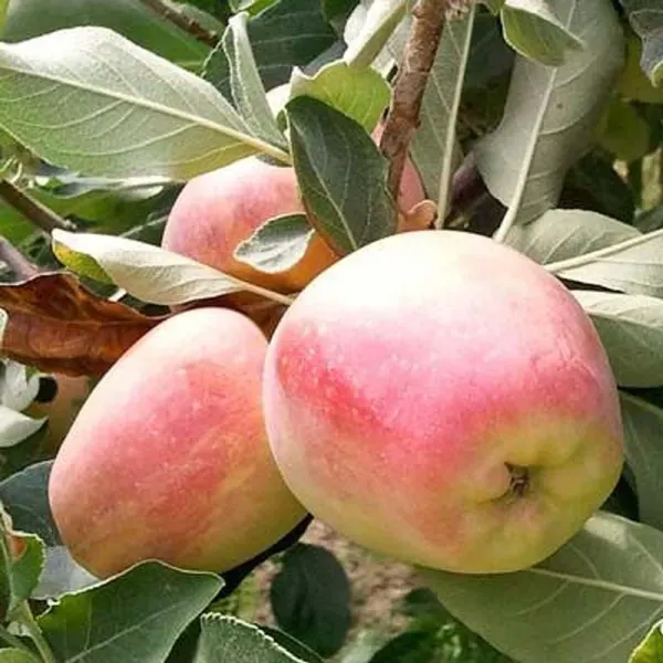 Red_Anna_Low_Chill_Apple_Fruit_Grafted_Seb_Fruit_Plants_Tree_1_5_3_Feet_S