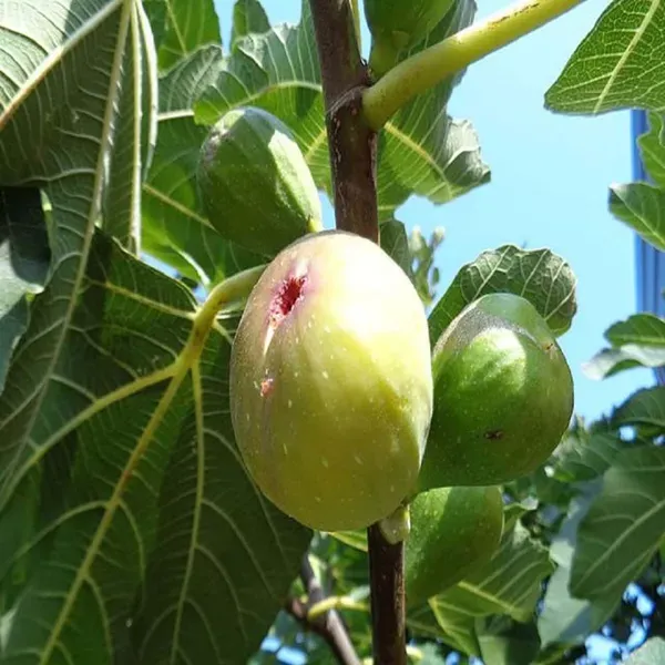 Common_Anjeer_Fig_Fruit_Air_Layering_Grafted_Plants_Tree_1_2_Feet_Size