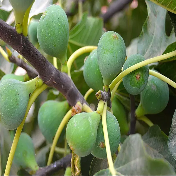 Common_Anjeer_Fig_Fruit_Air_Layering_Grafted_Plants_Tree_1_2_Feet_Size