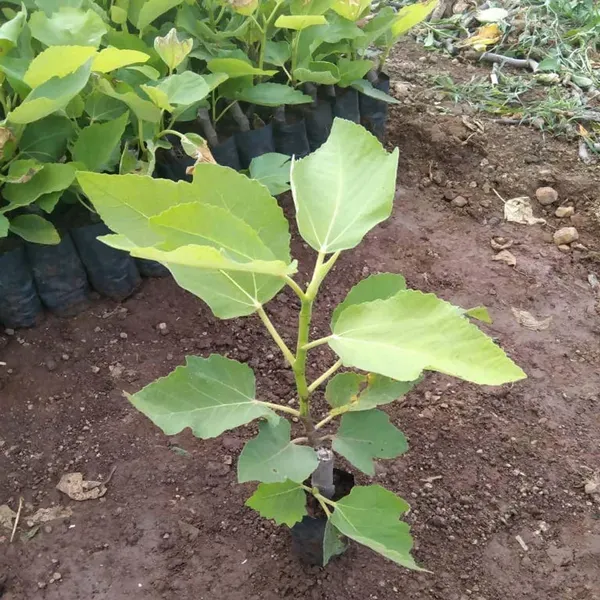 Common_Anjeer_Fig_Fruit_Air_Layering_Grafted_Plants_Tree_1_2_Feet_Size