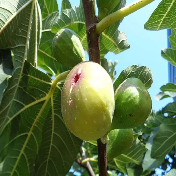 Common_Anjeer_Fig_Fruit_Air_Layering_Grafted_Plants_Tree_1_2_Feet_Size