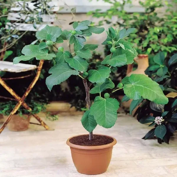 Common_Anjeer_Fig_Fruit_Air_Layering_Grafted_Plants_Tree_1_2_Feet_Size