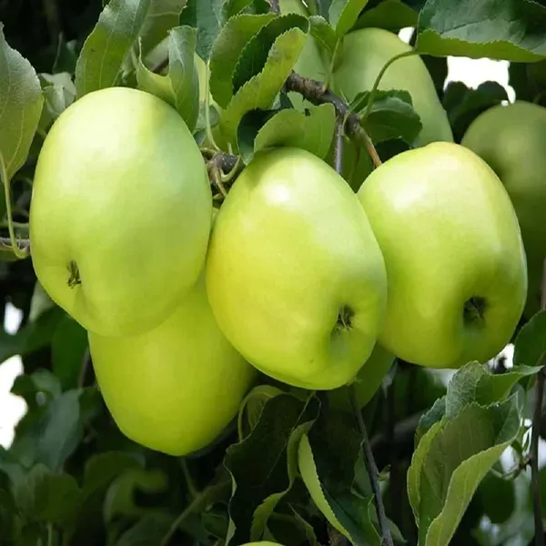 Granny_Smith_Green_Apple_Grafted_Seb_Fruit_Plants_Tree_1_5_3_Feet_Size