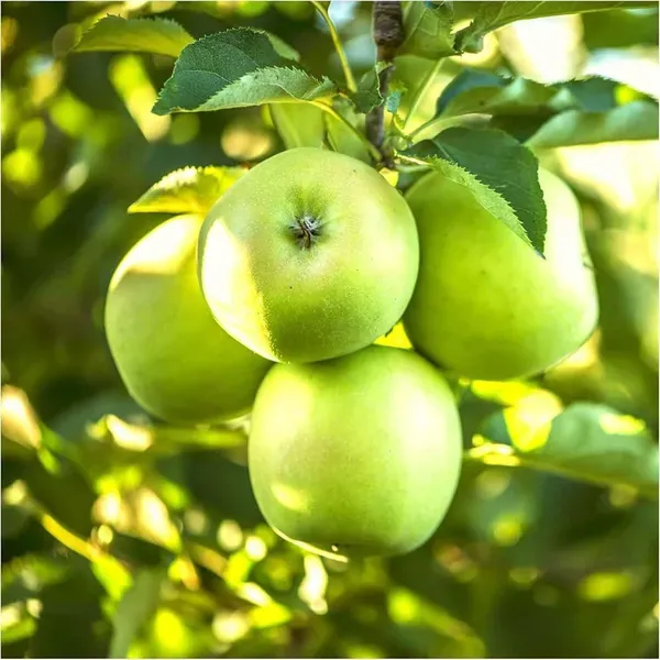 Granny_Smith_Green_Apple_Grafted_Seb_Fruit_Plants_Tree_1_5_3_Feet_Size