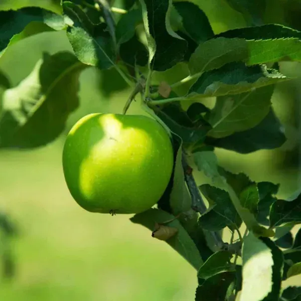 Granny_Smith_Green_Apple_Grafted_Seb_Fruit_Plants_Tree_1_5_3_Feet_Size
