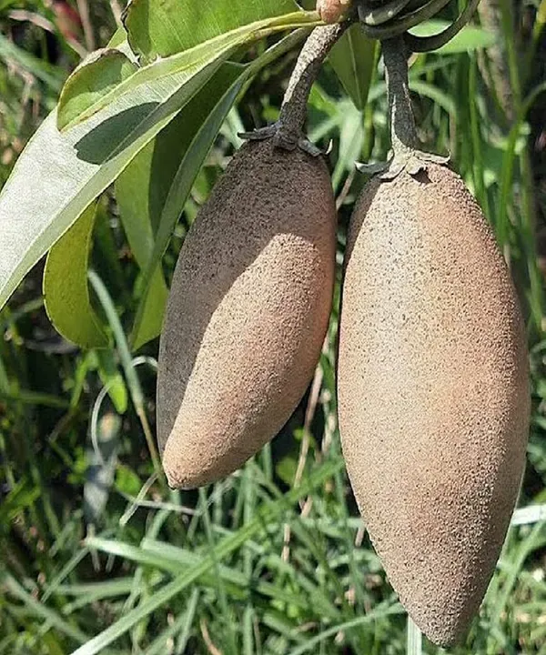 Thai_Banana_Long_Chikoo_Sapota_Grafted_Fruit_Plants_Tree_1_5_3_Feet_Size