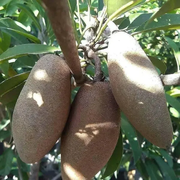 Thai_Banana_Long_Chikoo_Sapota_Grafted_Fruit_Plants_Tree_1_5_3_Feet_Size