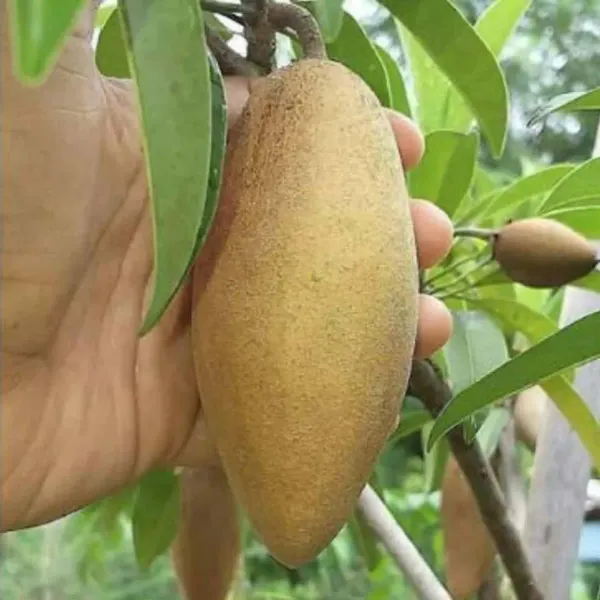 Thai_Banana_Long_Chikoo_Sapota_Grafted_Fruit_Plants_Tree_1_5_3_Feet_Size