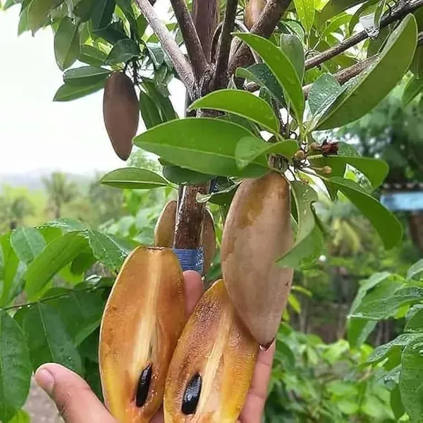 Thai_Banana_Long_Chikoo_Sapota_Grafted_Fruit_Plants_Tree_1_5_3_Feet_Size