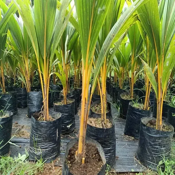 Coconut_Malaysian_Orange_Hybrid_Dwarf_Varaity_Fruit_Plants_Tree_2_4_Feet