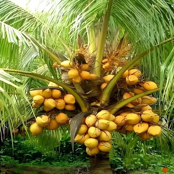 Coconut_Malaysian_Orange_Hybrid_Dwarf_Varaity_Fruit_Plants_Tree_2_4_Feet