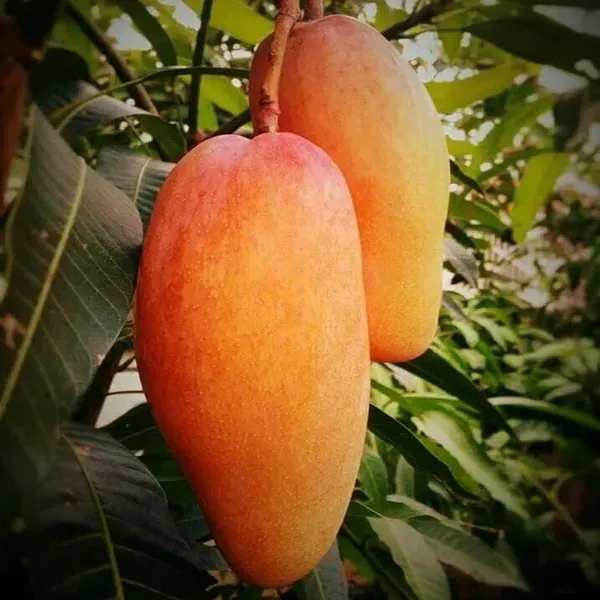 Xi_Shi_11_Shi_Mango_Grafted_Aam_Fruit_Plants_Tree_1_5_3_Feet_Size