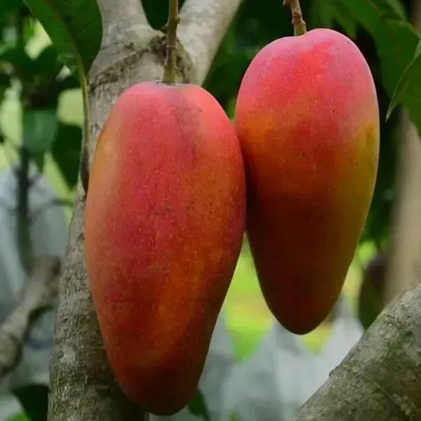 Xi_Shi_11_Shi_Mango_Grafted_Aam_Fruit_Plants_Tree_1_5_3_Feet_Size
