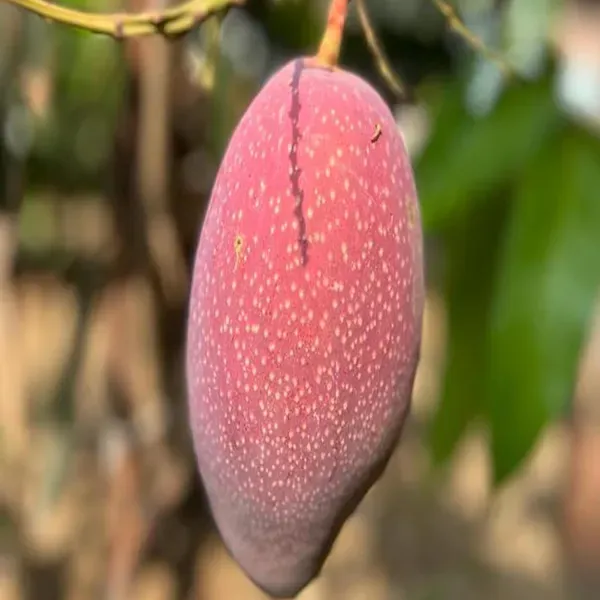 Xi_Shi_11_Shi_Mango_Grafted_Aam_Fruit_Plants_Tree_1_5_3_Feet_Size
