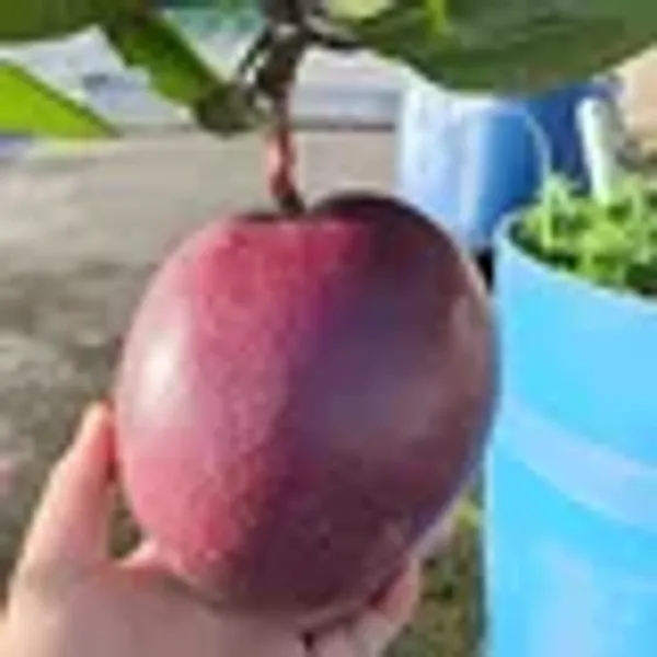 Xi_Shi_11_Shi_Mango_Grafted_Aam_Fruit_Plants_Tree_1_5_3_Feet_Size