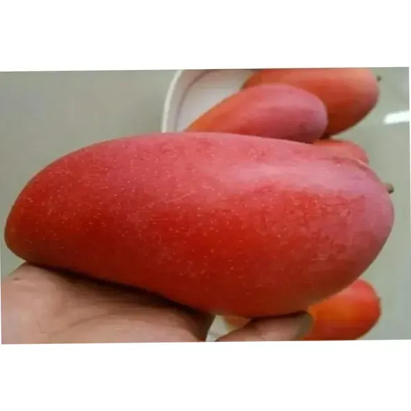 Xi_Shi_11_Shi_Mango_Grafted_Aam_Fruit_Plants_Tree_1_5_3_Feet_Size