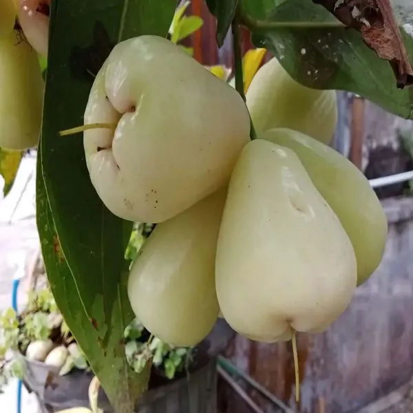 White_Wax_Apple_Water_Apple_Java_Apple_Fruit_Air_Layering_Grafted_Plants