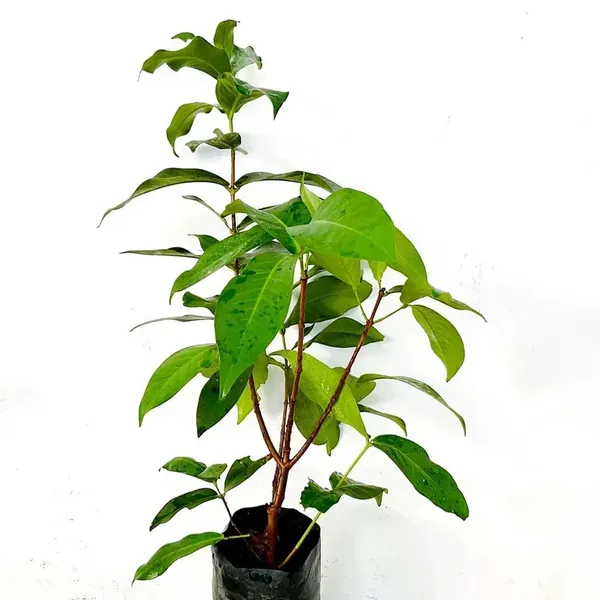 White_Wax_Apple_Water_Apple_Java_Apple_Fruit_Air_Layering_Grafted_Plants