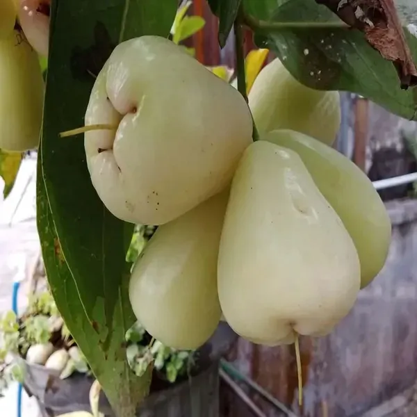 White_Wax_Apple_Water_Apple_Java_Apple_Fruit_Air_Layering_Grafted_Plants