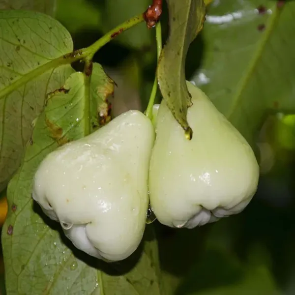 White_Wax_Apple_Water_Apple_Java_Apple_Fruit_Air_Layering_Grafted_Plants