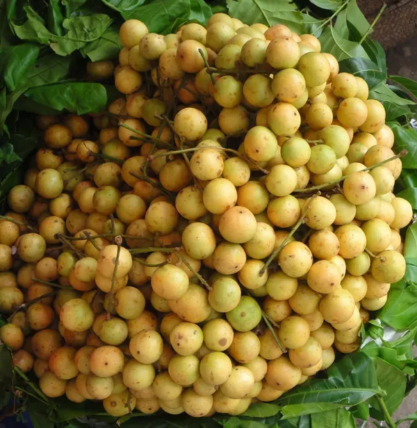 Lotkon_Kafai_Mooti_Fruit_Plants_Tree_1_5_3_Feet_Size