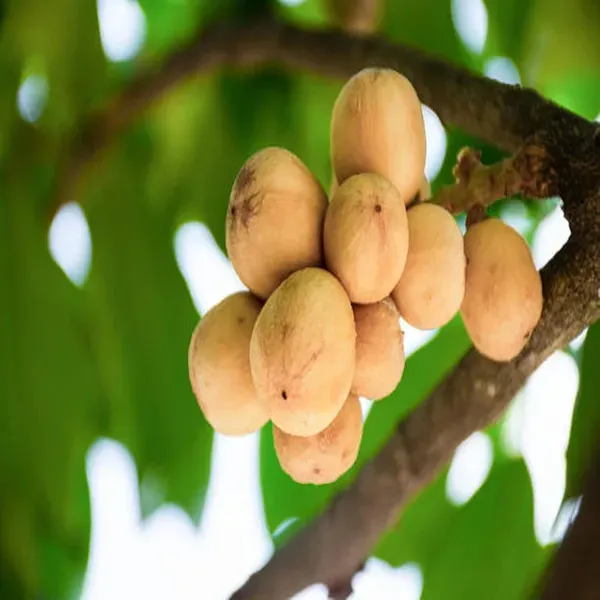 Lotkon_Kafai_Mooti_Fruit_Plants_Tree_1_5_3_Feet_Size