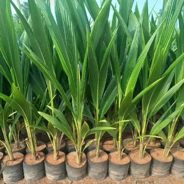 Mekong_Delta_Vietnam_Coconut_Hybrid_Dwarf_Varaity_Fruit_Plants_Tree_2_4_F