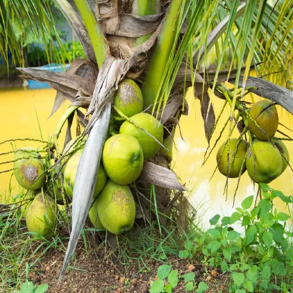 Mekong_Delta_Vietnam_Coconut_Hybrid_Dwarf_Varaity_Fruit_Plants_Tree_2_4_F