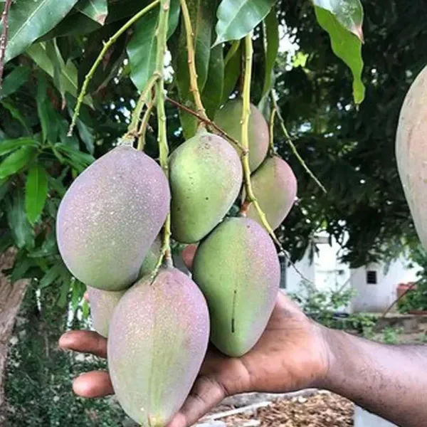 Nelam_Mango_Grafted_Aam_Fruit_Plants_Tree_1_5_3_Feet_Size